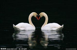 两只鹅图片,两只鹅的和谐共舞